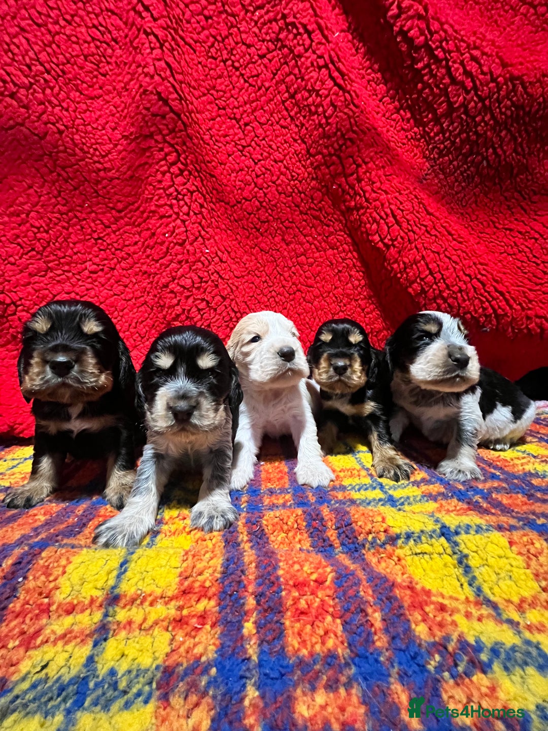 Cocker Spaniel dogs for sale: Kc Reg Cocker Spaniels parents DNA Clear  - Advert 2