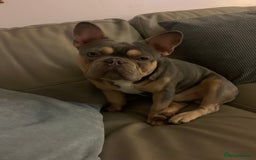 Pug dogs for stud: KC Reg Proven French Bulldog Lilac & Tan For Stud in Colchester - Image 2