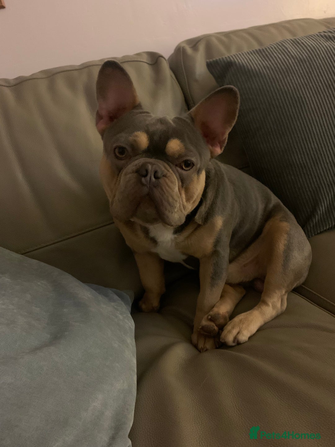 Pug dogs for stud: KC Reg Proven French Bulldog Lilac & Tan For Stud in Colchester - Image 2