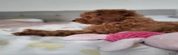 Toy Poodle dogs for sale: Adorable TOY POODLE pups - Advert 6
