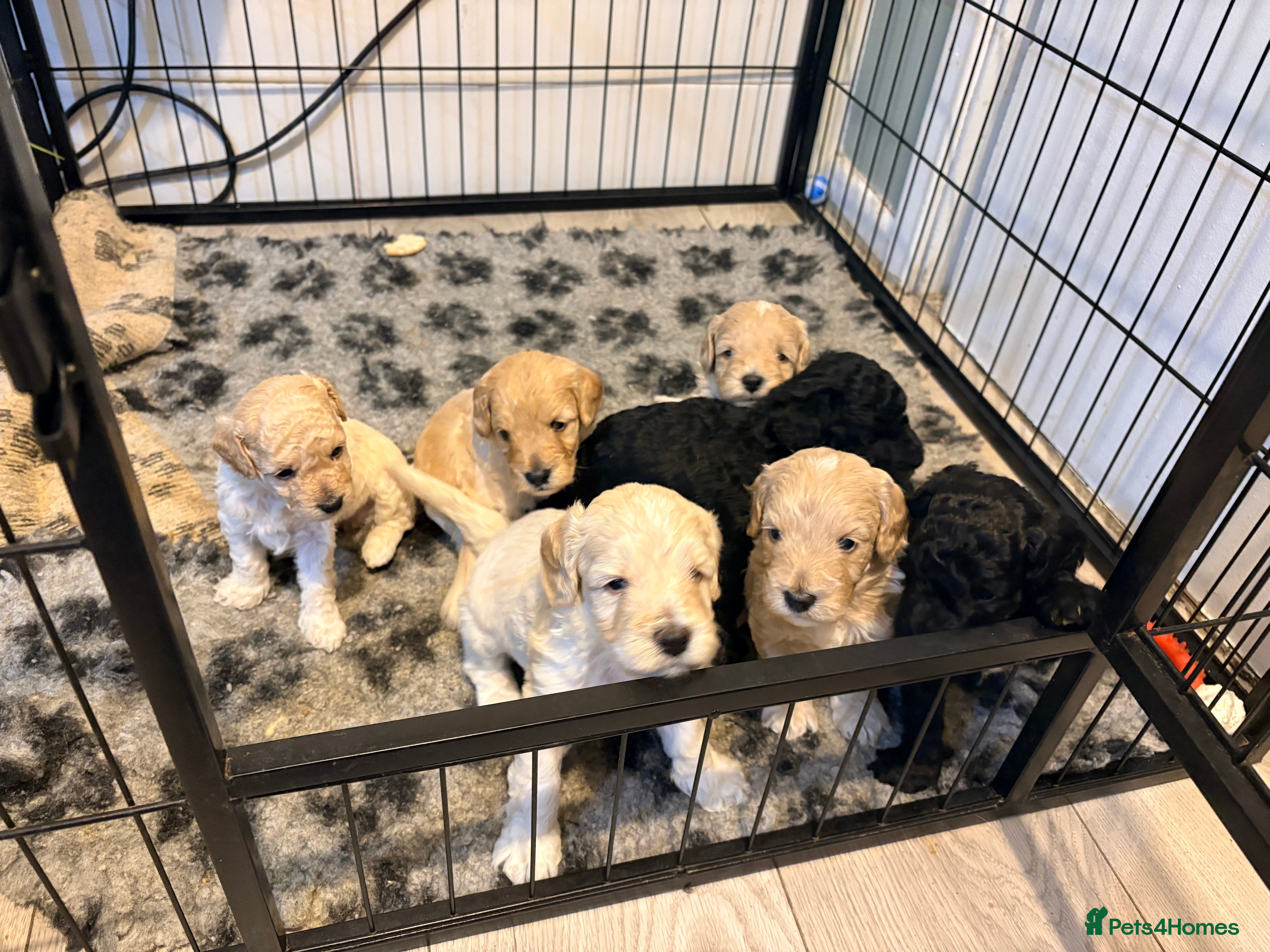 Cockapoo dogs F1B cockapoos  - Advert 7