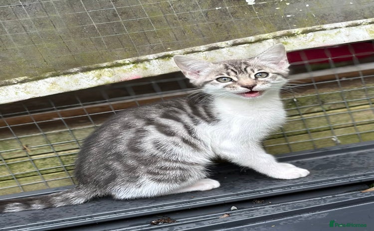 Mixed Breed cats - Advert 10