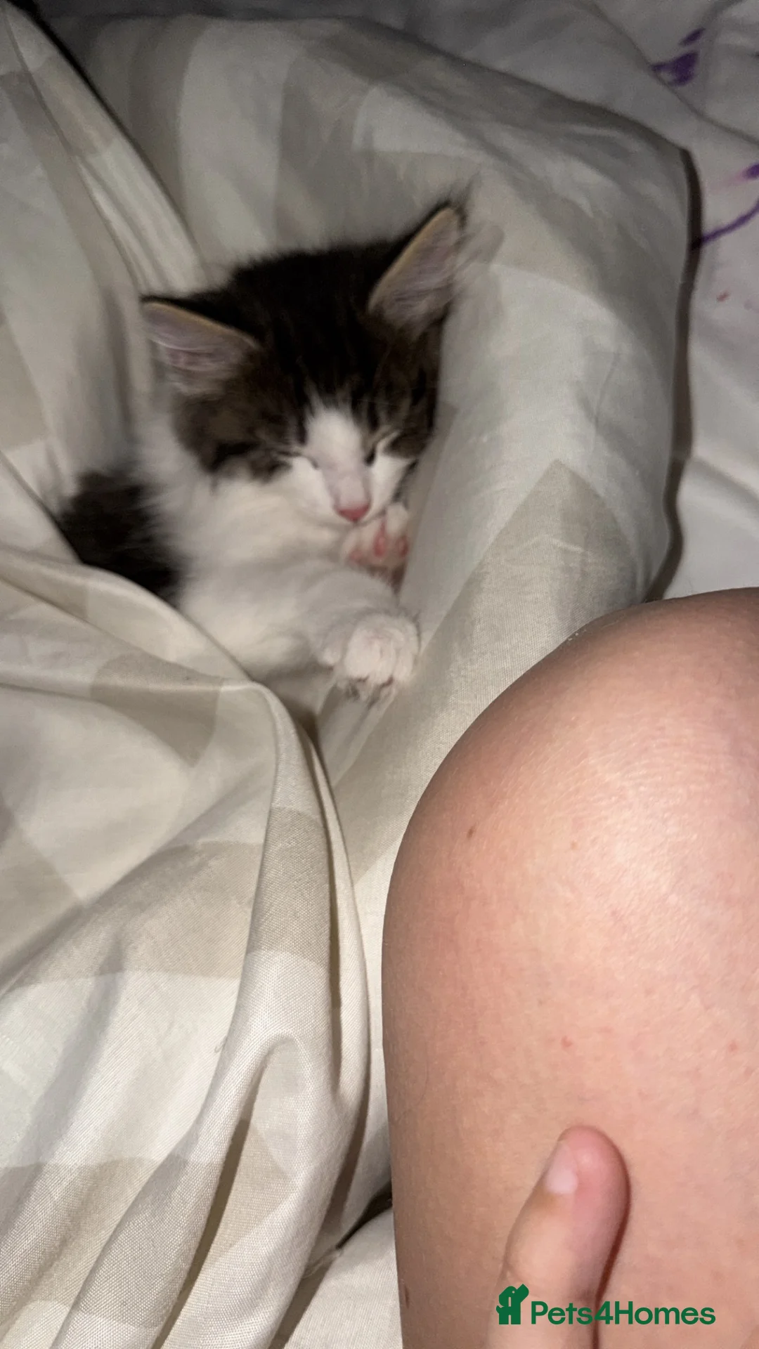 Mixed Breed cats for sale: Kitten for sale  - Advert 1