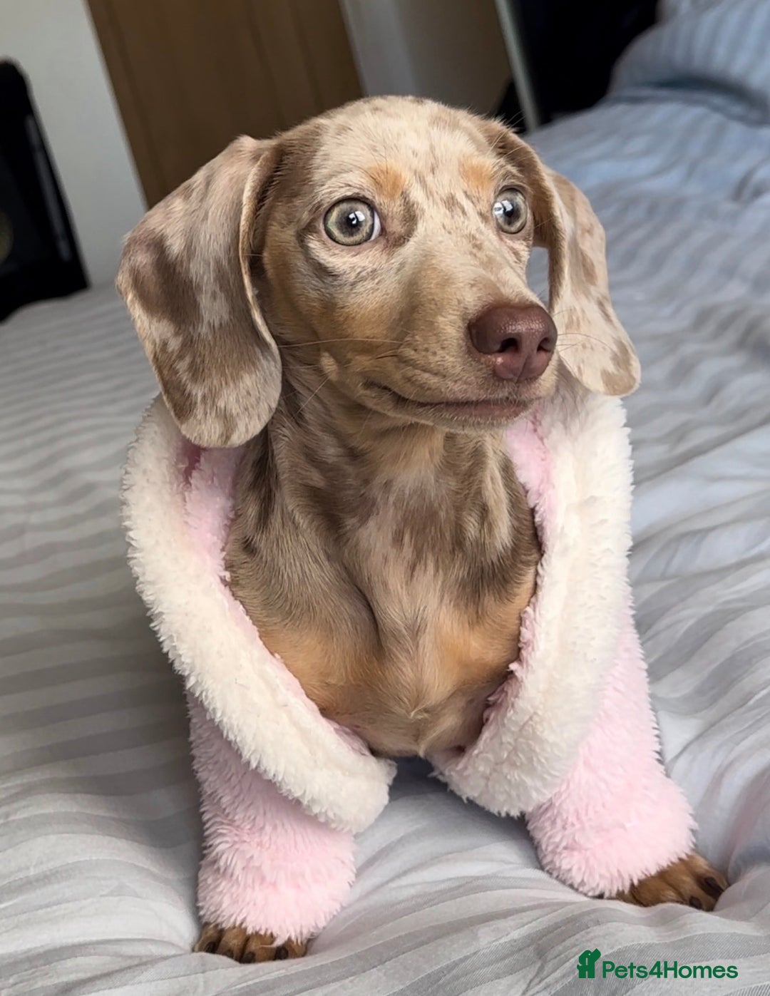 Miniature Dachshund dogs for sale: Miniature Dachshund  - Advert 4