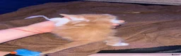 Mixed Breed cats for sale: 6 Adorable Male Kittens – 2 Ginger & 4 Beige - Advert 4
