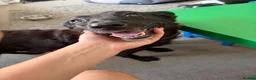 Mixed Breed dogs for adoption: Meet Becca, currently residing in Surrey in Farnborough - Advert 11