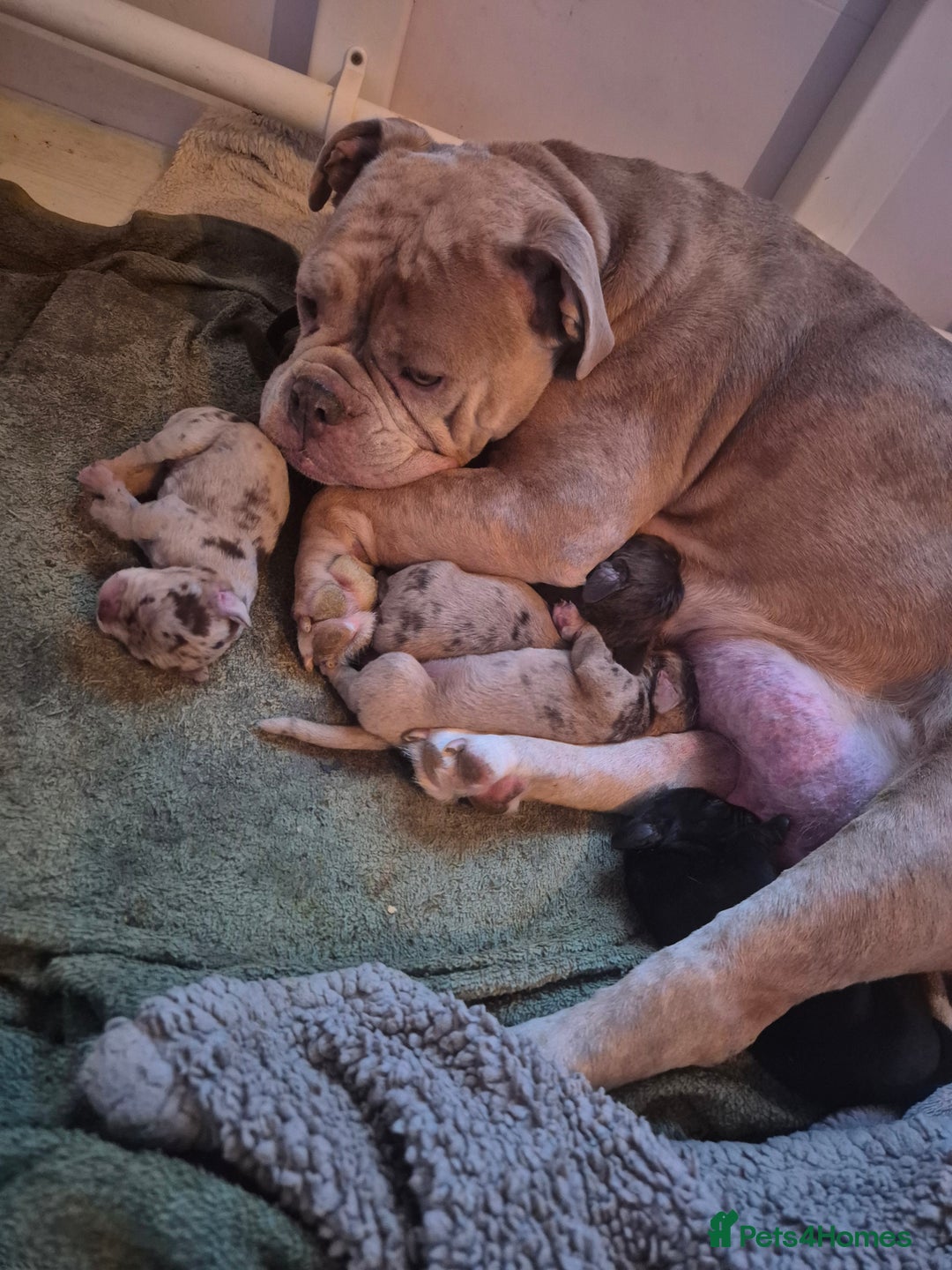 Mixed Breed dogs for sale: Cockerbull Puppies - Image 2