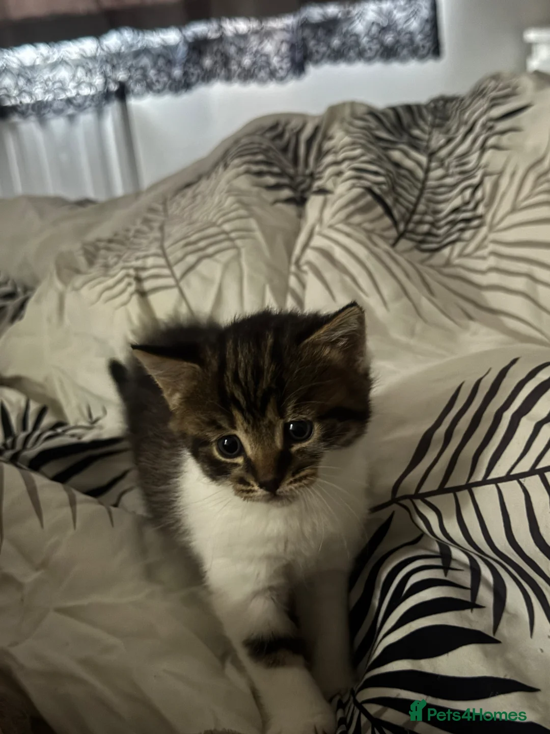 British Shorthair cats for sale: British shorthair cat  - Advert 2