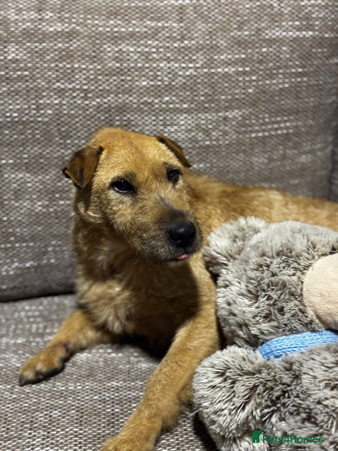 Mixed Breed dogs for adoption: Sweet Molly Needs Love  - Advert 4