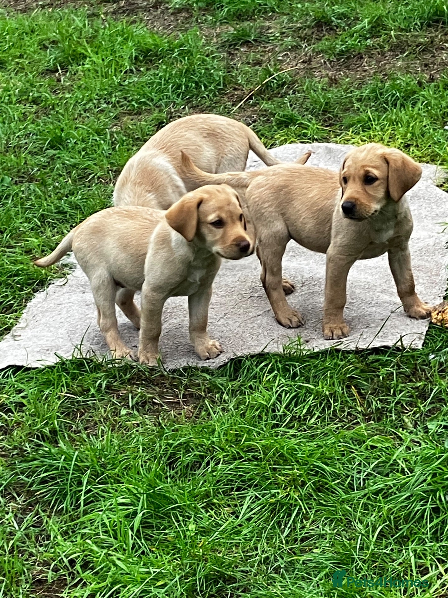Labrador Retriever dogs Quality Labrador puppies  - Advert 4
