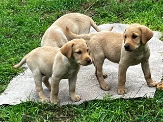 Labrador Retriever dogs Quality Labrador puppies - Advert 4