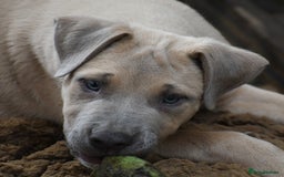 Mixed Breed dogs for sale: Mixed Breed w/Lurcher Mix Puppies ready for a home - Image 18