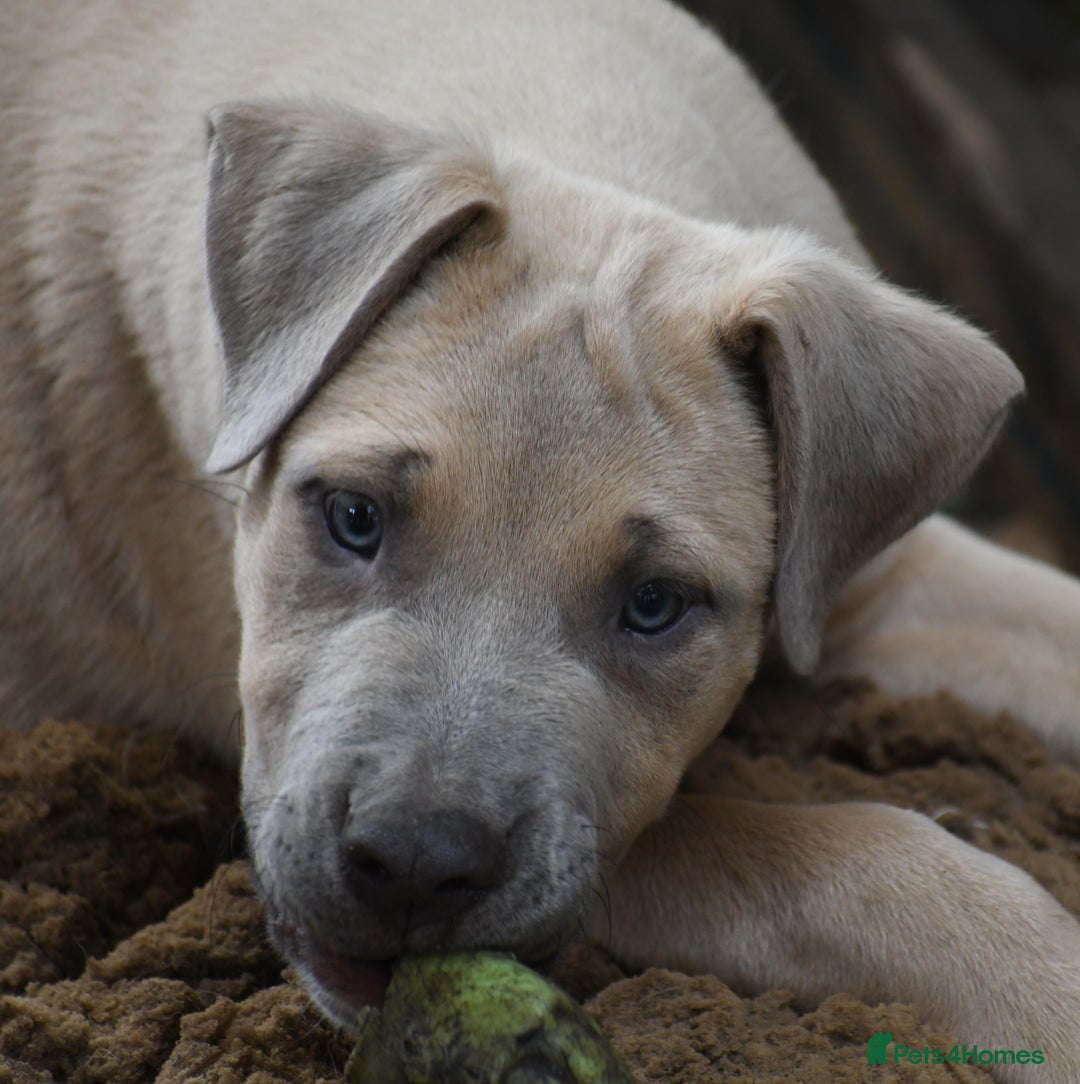 Mixed Breed dogs for sale: Mixed Breed w/Lurcher Mix Puppies ready for a home - Image 18