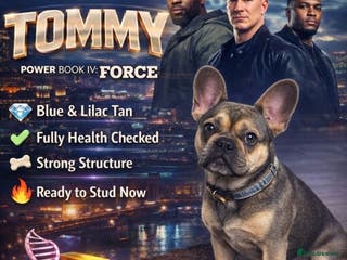 French Bulldog dogs 🐾 PROVEN FRENCH BULLDOG STUD AVAILABLE 🐾 - Advert 1