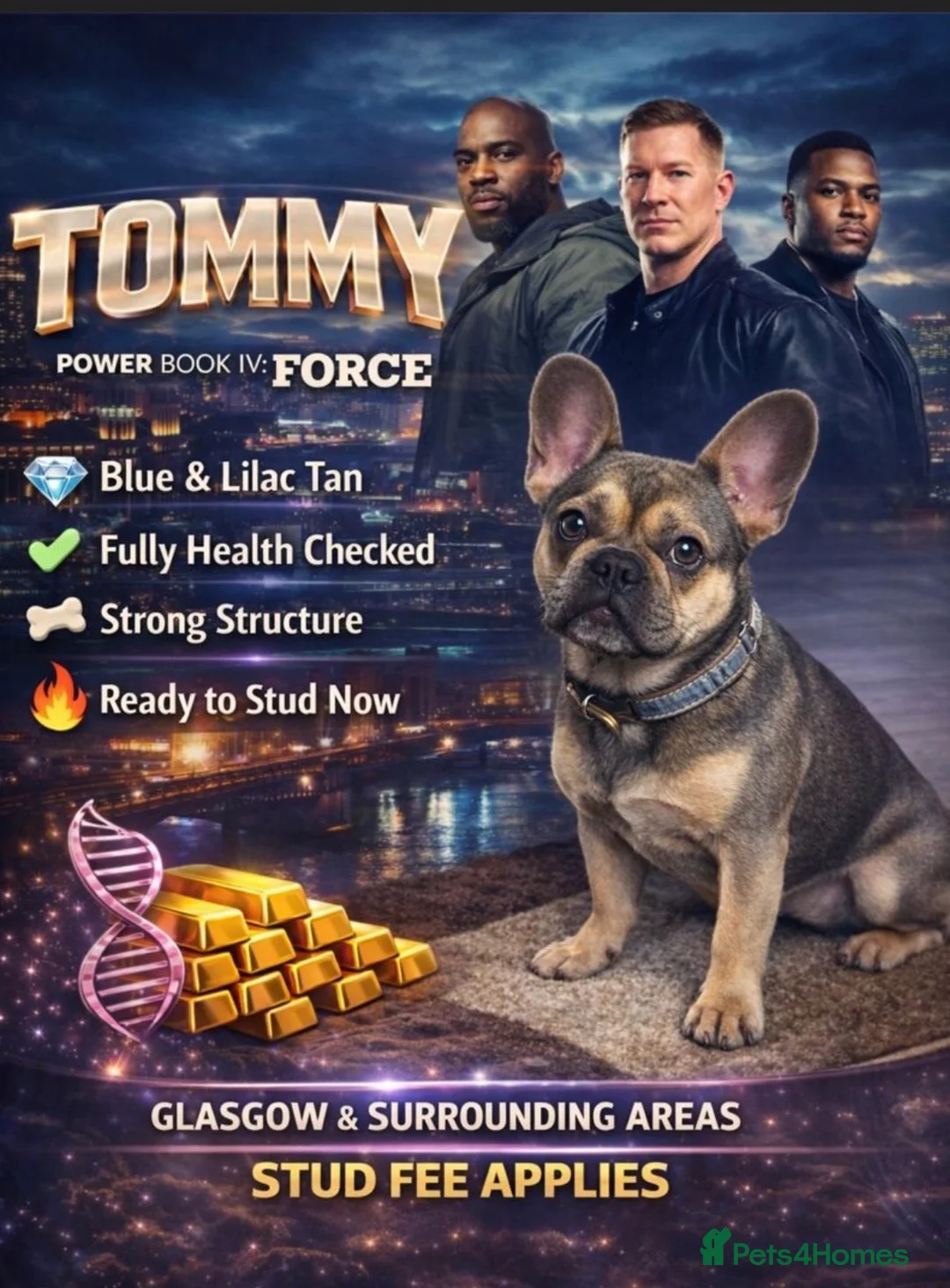 French Bulldog dogs for stud: 🐾 PROVEN FRENCH BULLDOG STUD AVAILABLE 🐾 - Advert 1