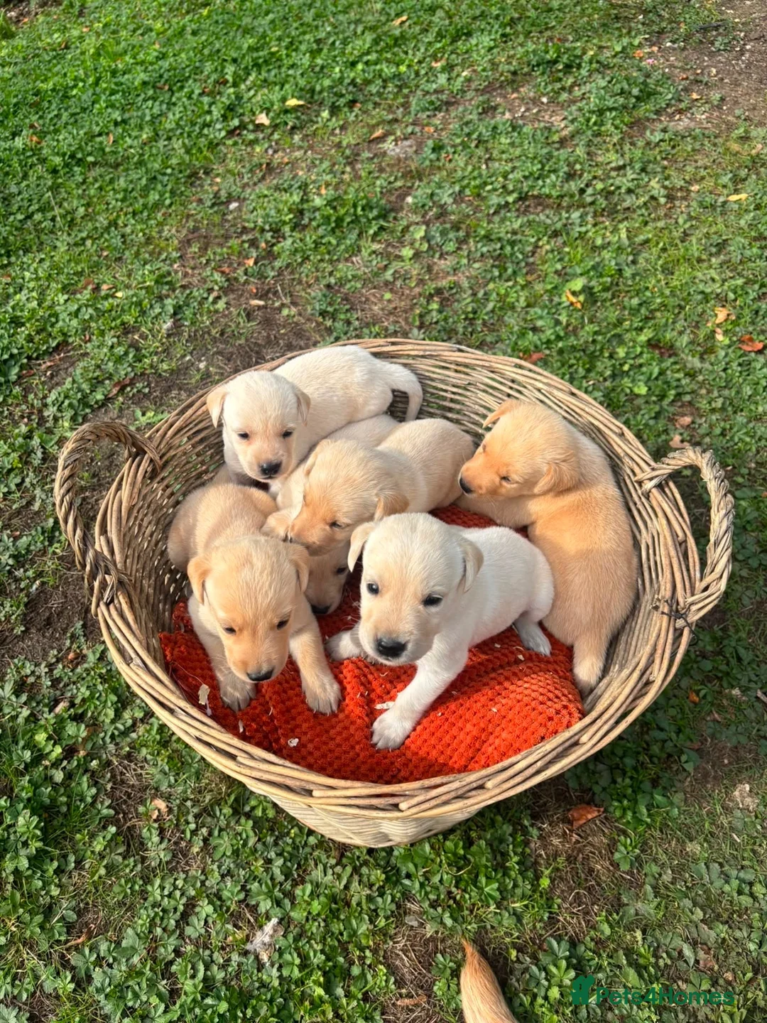Labrador Retriever dogs for sale: Kc registered yellow Labrador puppies - Advert 2
