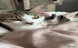 Mixed Breed cats for sale: Male kitten looking for his forever home free - Image 6