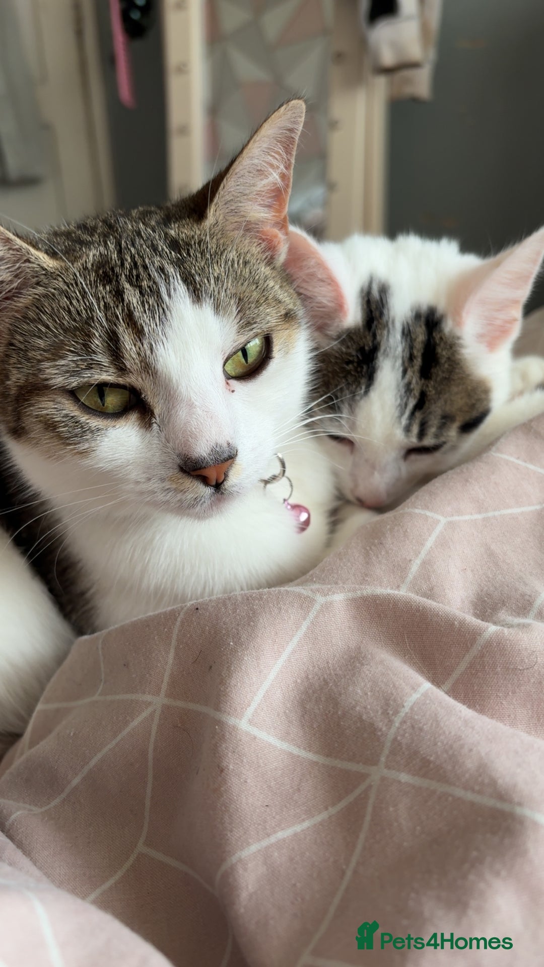 Mixed Breed cats for sale: Male kitten looking for his forever home free - Image 6