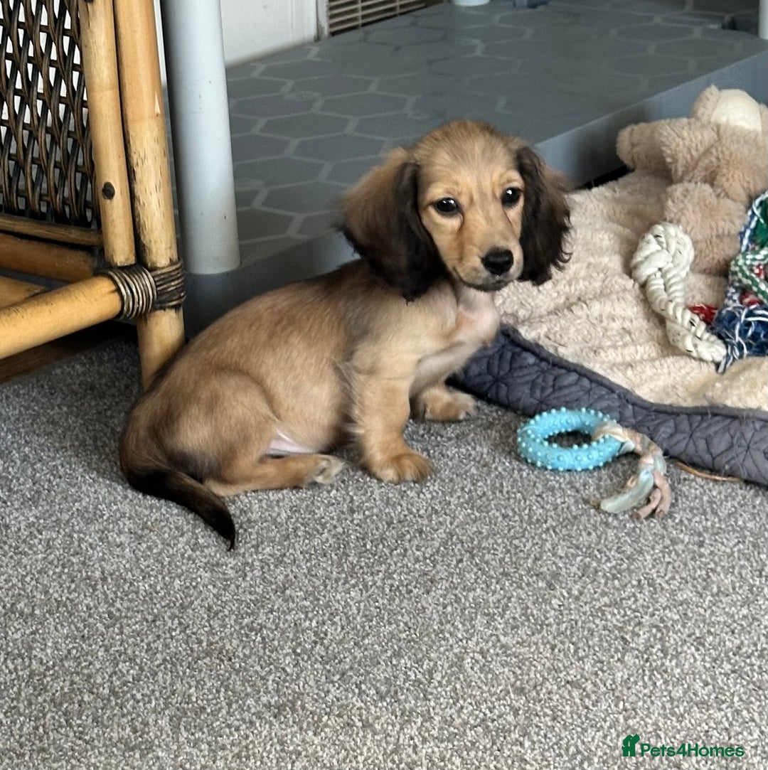 Miniature Dachshund dogs for sale: Gorgeous shaded cream boy and girl - Image 14