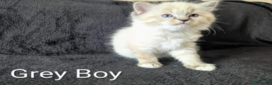 Grey Boy 