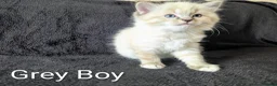 Ragdoll cats for sale: Fluffy Ragdoll Kittens - Advert 5