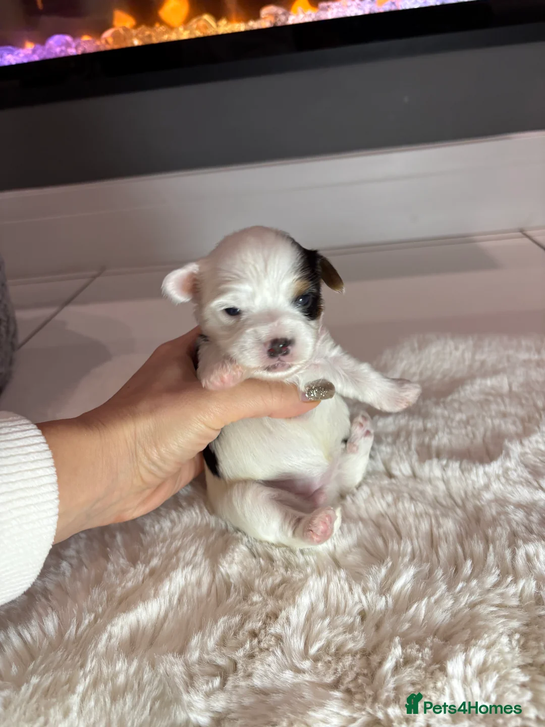 Yorkshire Terrier dogs for sale: Pure Biewer York Terriers for sale - Advert 18