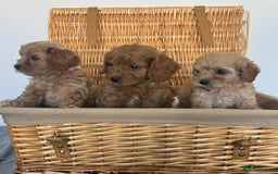 Cavapoo dogs for sale: Stunning, F1 Cavapoo fully health tested parents  - Image 21