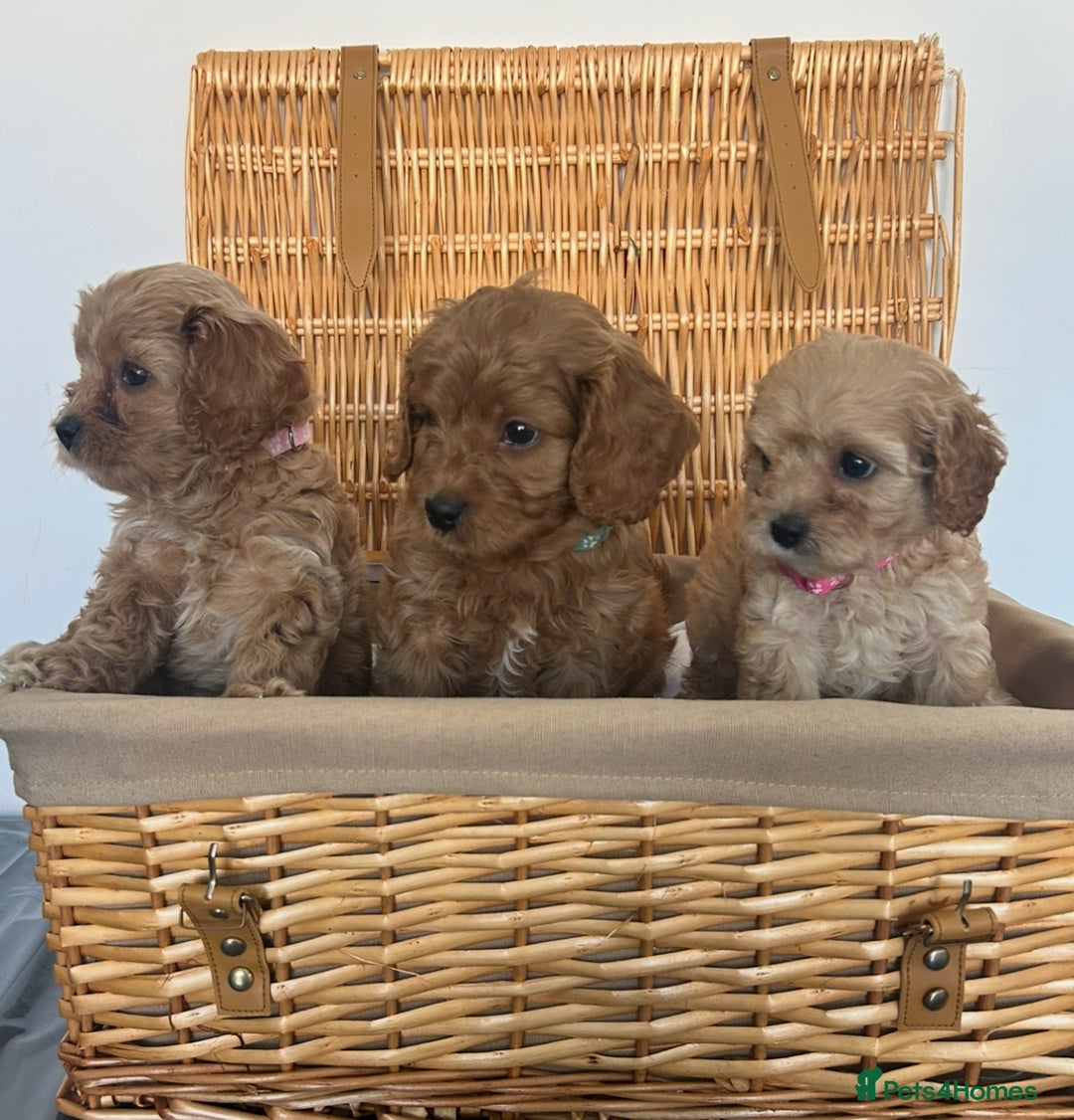 Cavapoo dogs for sale: Stunning, F1 Cavapoo fully health tested parents  - Image 21