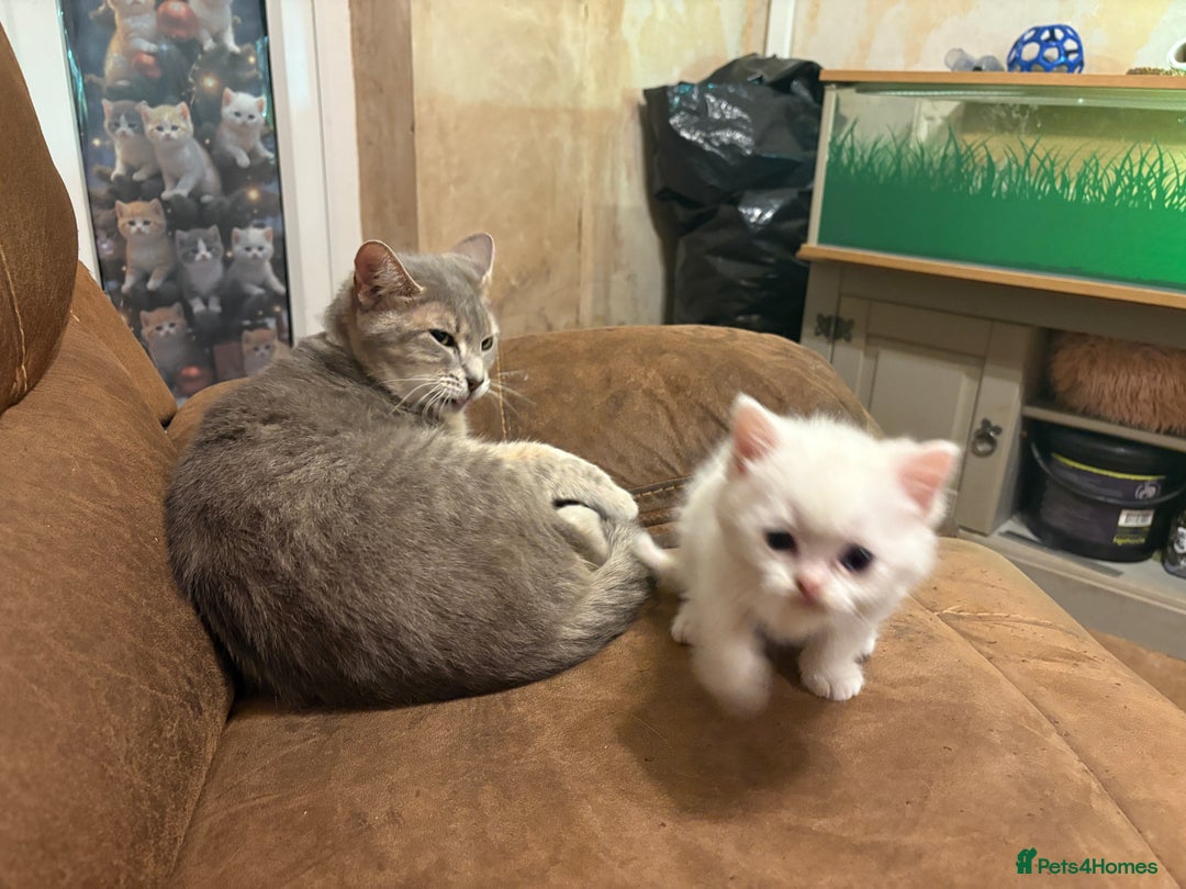Persian cats for sale: White half Persian kitten, ready  **  eve - Advert 11