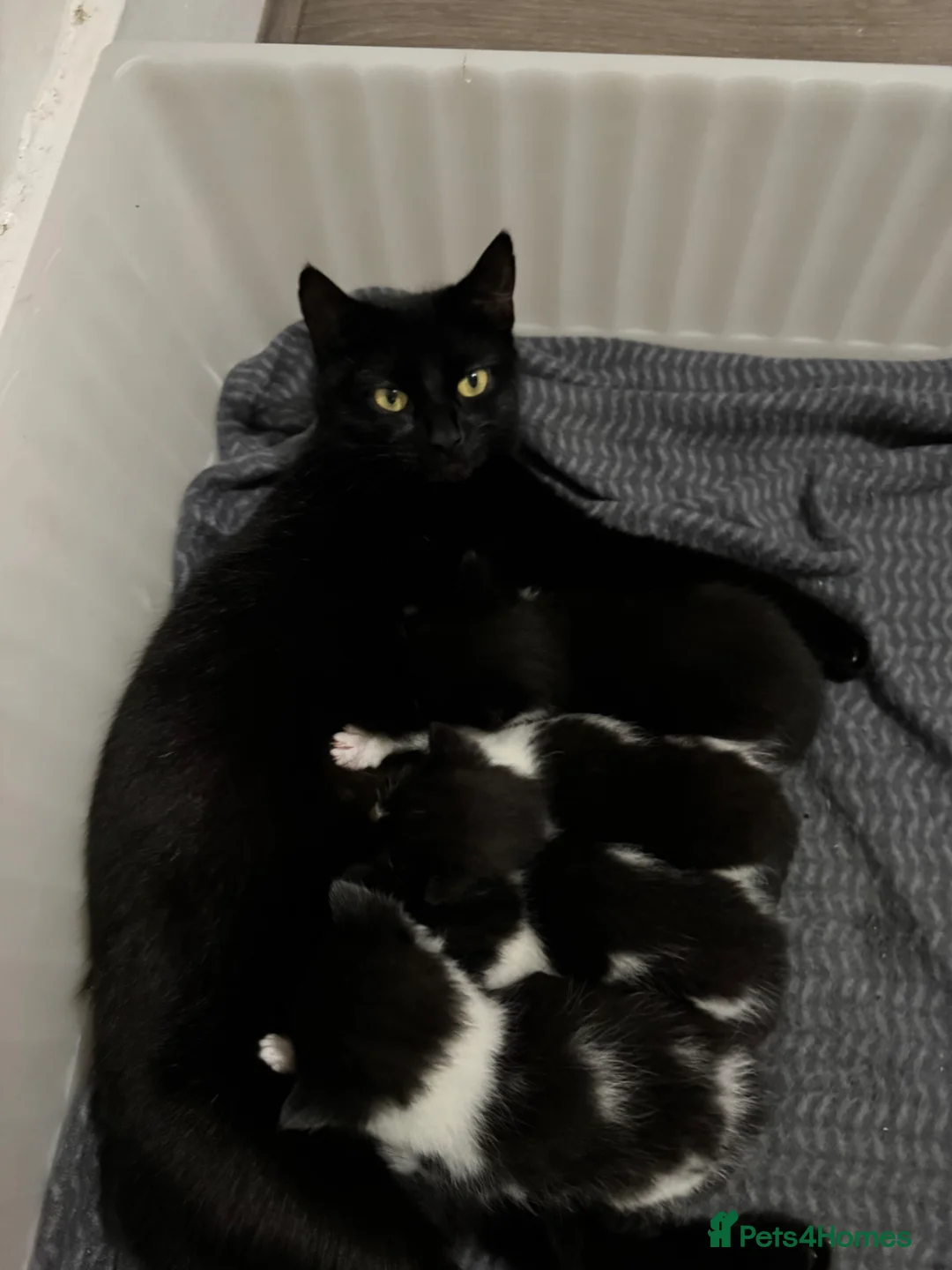 Mixed Breed cats for sale: 4 Kittens For Sale - ready to leave in London - Advert 6