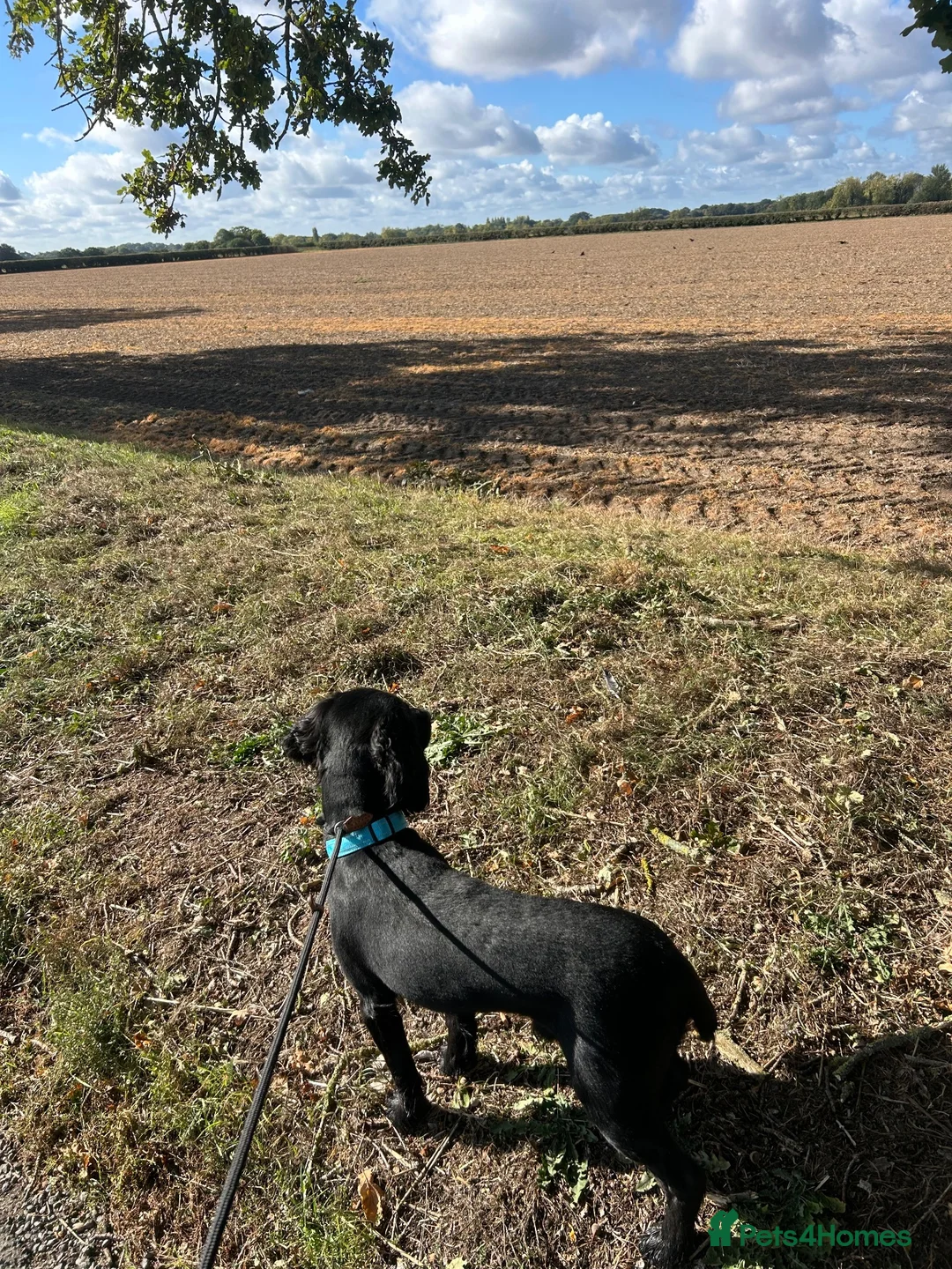 Cocker Spaniel dogs for stud: Stud Working Cocker Spaniel KC Registered  - Advert 2