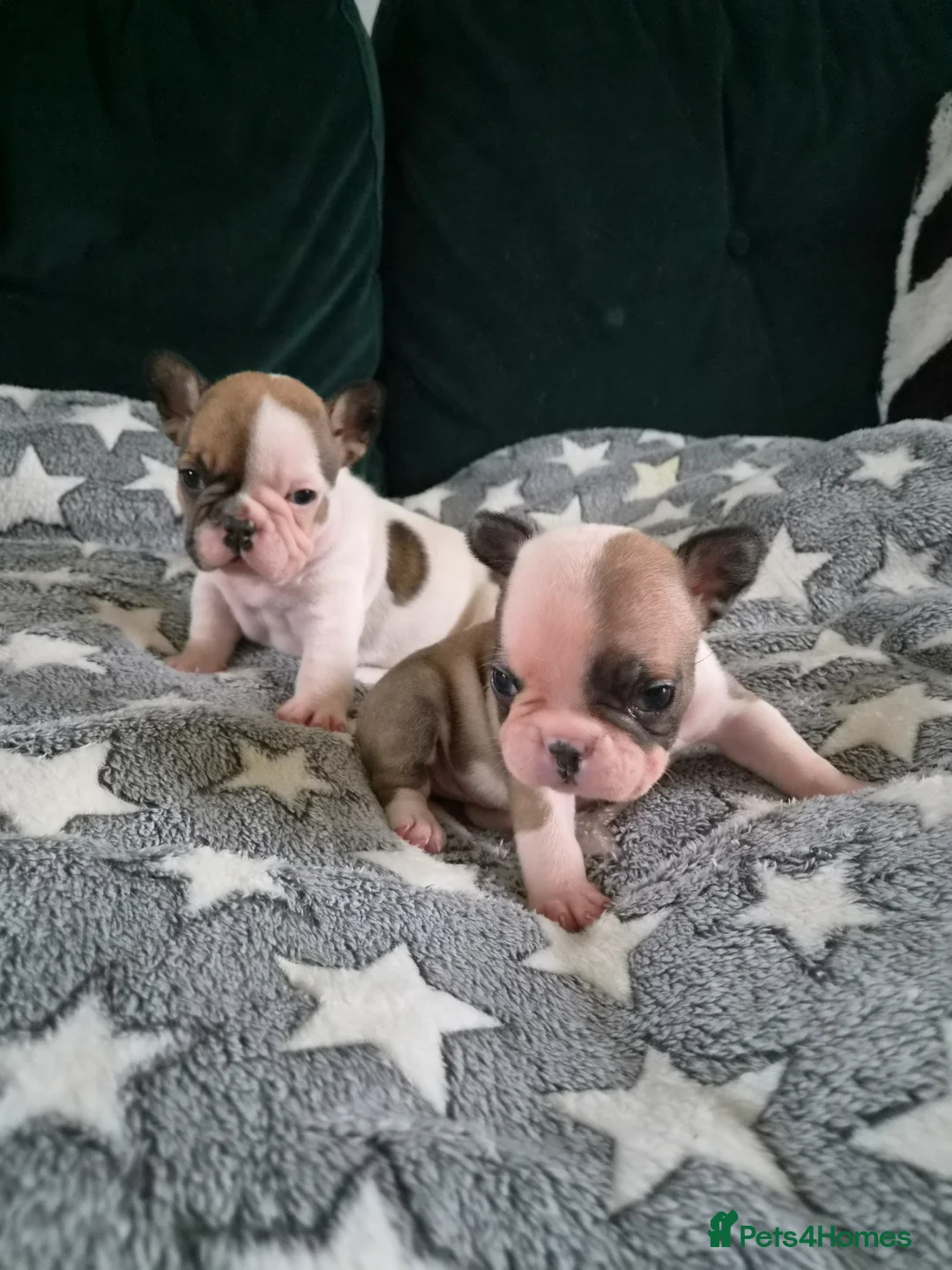 French Bulldog dogs for sale: Female French bulldog puppies  in Londonderry - Advert 1