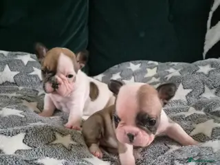 French Bulldog dogs Female French bulldog puppies - Advert 1