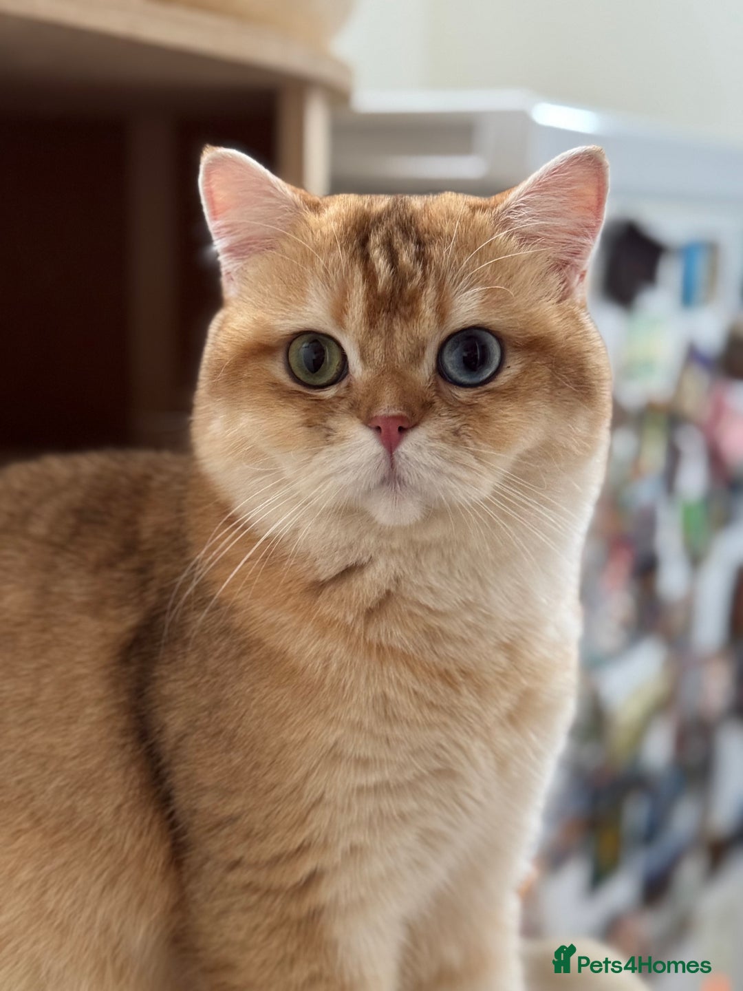 British Shorthair cats for sale: GCCF reg BSH Chocolate Gold Blue Eyes Male Kitten - Advert 15