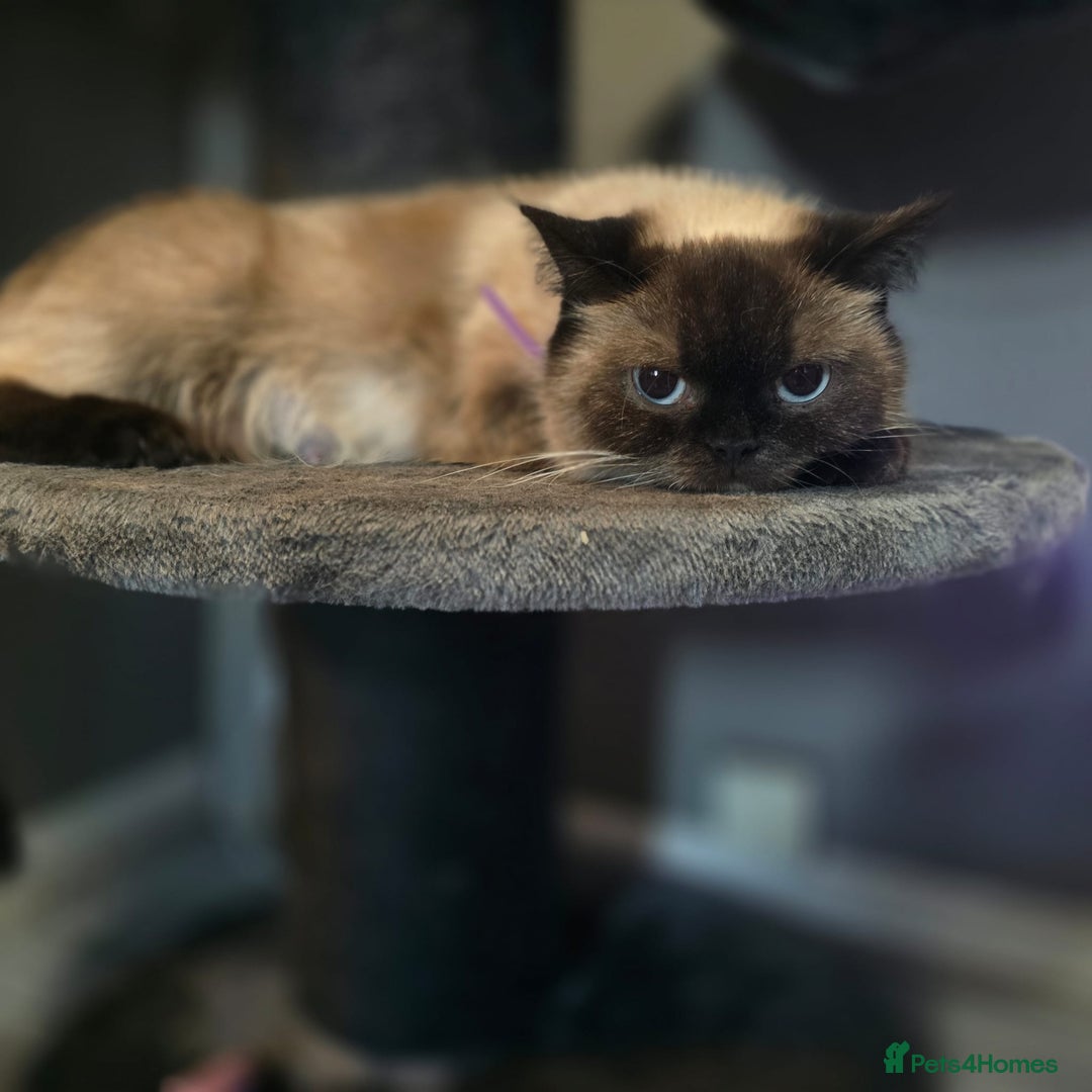 Mixed Breed cats for sale: Mixed ragdoll kittens  - Image 8