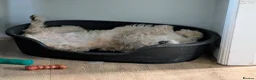 Goldendoodle dogs for sale: 1 Year old Male Goldendoodle  - Advert 5