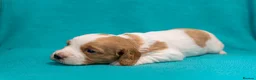 Cocker Spaniel dogs for sale: Beautiful KC Registered Cocker Spaniel Puppies  - Advert 16