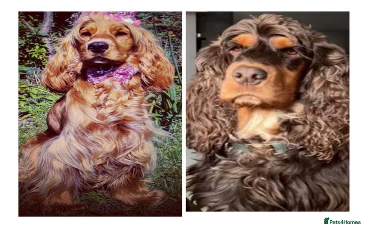 Cocker Spaniel dogs - Advert 9