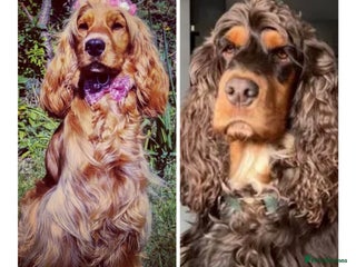 Cocker Spaniel dogs - Advert 23
