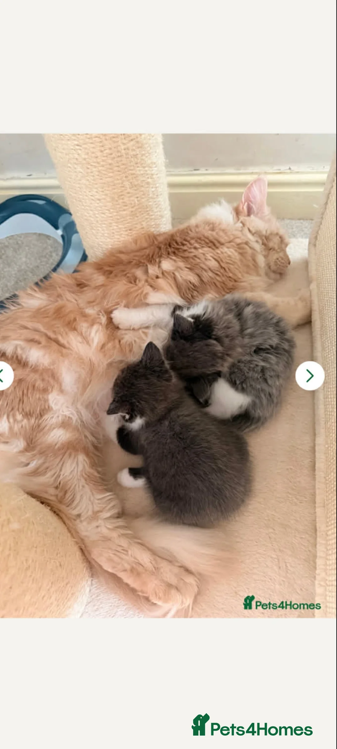 Maine Coon cats for sale: Mum Is Maine Coon x Ragdoll and dad mixed breed - Advert 3