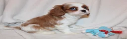 Cavalier King Charles Spaniel dogs for sale: Gorgeous Cavalier King Charles Spaniel puppies - Advert 30