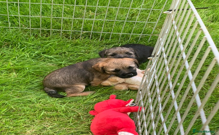 Border Terrier dogs - Advert 2