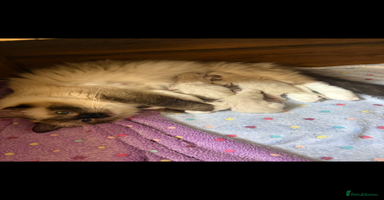 Ragdoll cats - Advert 15