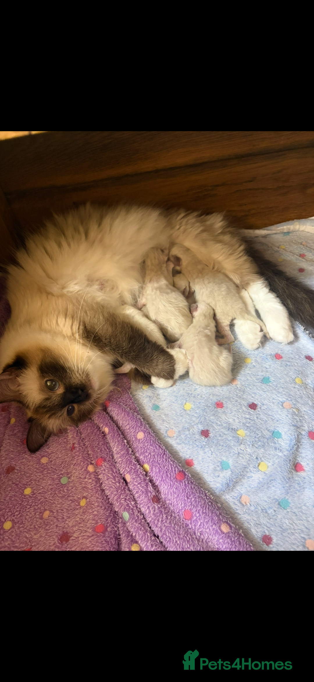 Ragdoll cats for sale: GCCF REGISTERED RAGDOLL KITTENS. 4  BOYS - Image 3