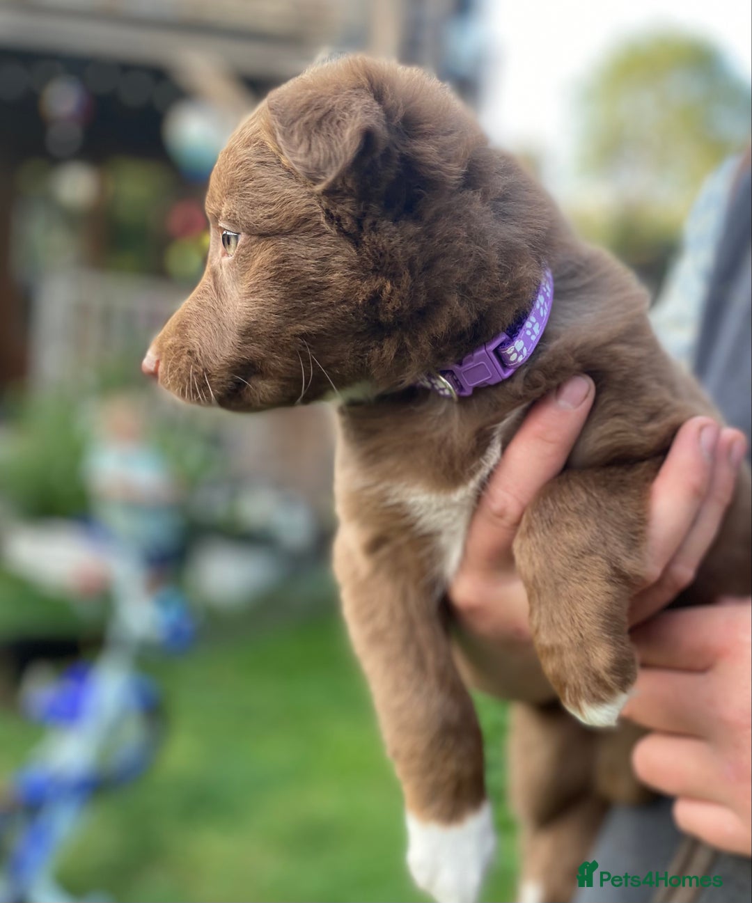 Border Collie dogs for sale: *7 Adorable Border collie pups* - Image 5
