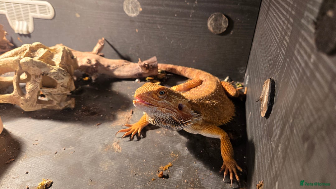 Bearded Dragon reptiles for sale: Male breaded dragon 1 year old - Image 8