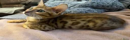 Bengal cats for sale: Stunning male Bengal  - Advert 1