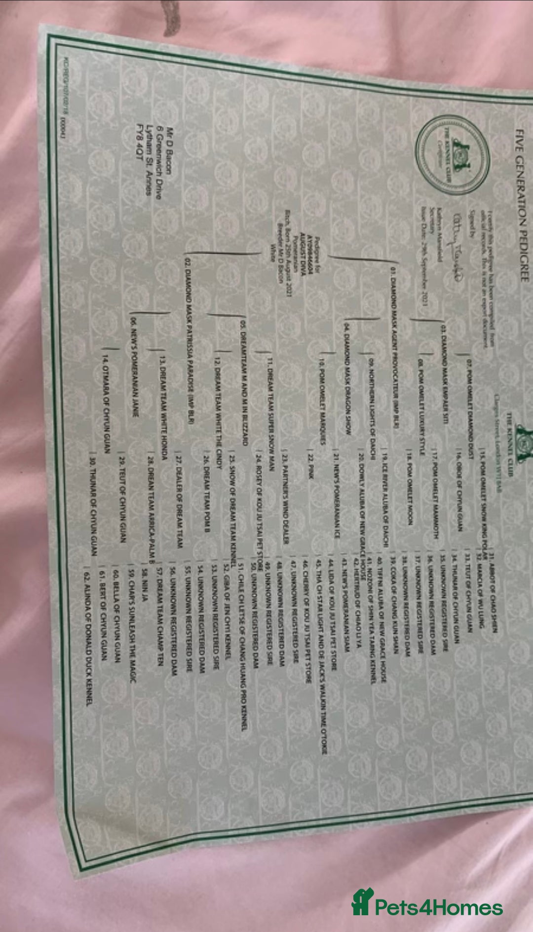 Pomeranian dogs for sale: Pomeranian Pups from Russian/ Chi Tien Champions - Advert 9