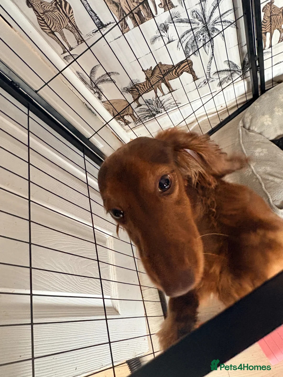 Miniature Dachshund dogs for sale: Miniture dachshund male  - Advert 2