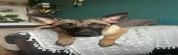 Belgian Shepherd Dog dogs for sale: Belgian Malinois Puppy – 8 Months Old - Advert 2